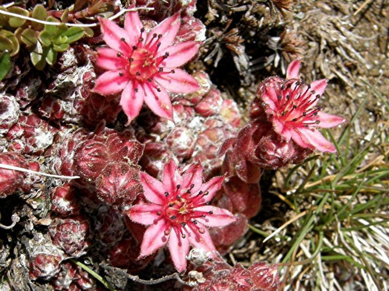 arachnoideum ssp. arachnoideum from Gornergrat (Riffelberg)