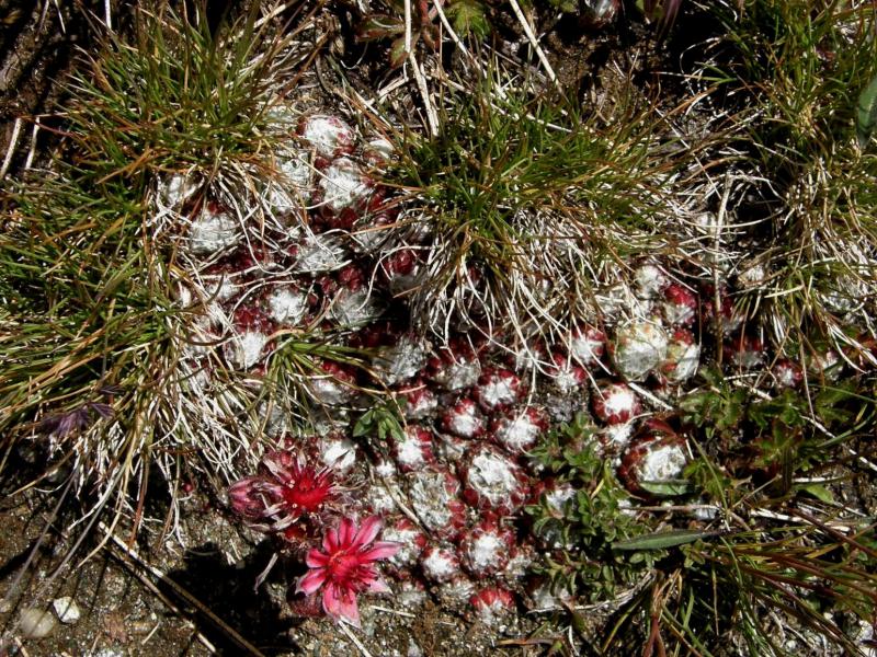 arachnoideum ssp. arachnoideum from Gornergrat (Rotenboden)