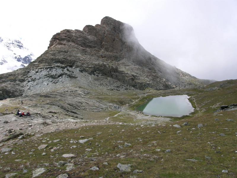 arachnoideum ssp. arachnoideum from Gornergrat (Rotenboden)