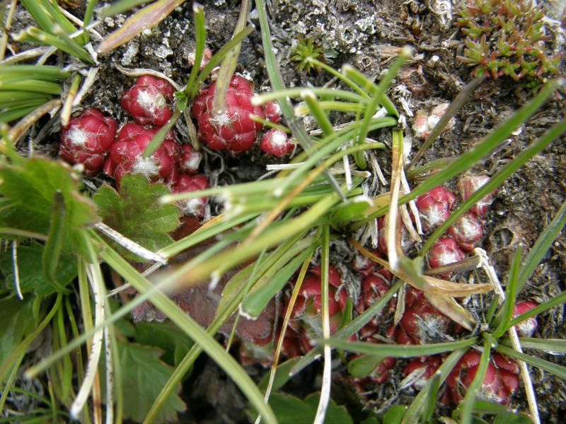 arachnoideum ssp. arachnoideum from Gornergrat (Rotenboden)