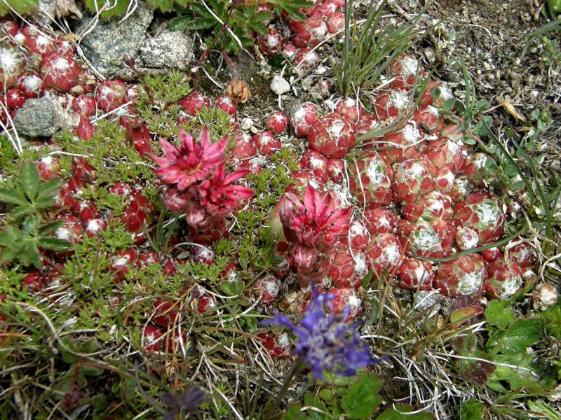 arachnoideum ssp. arachnoideum from Gornergrat (Rotenboden)