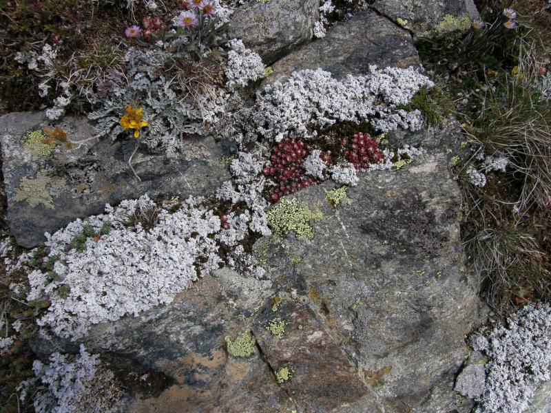 arachnoideum ssp. arachnoideum from Gornergrat (Rotenboden)