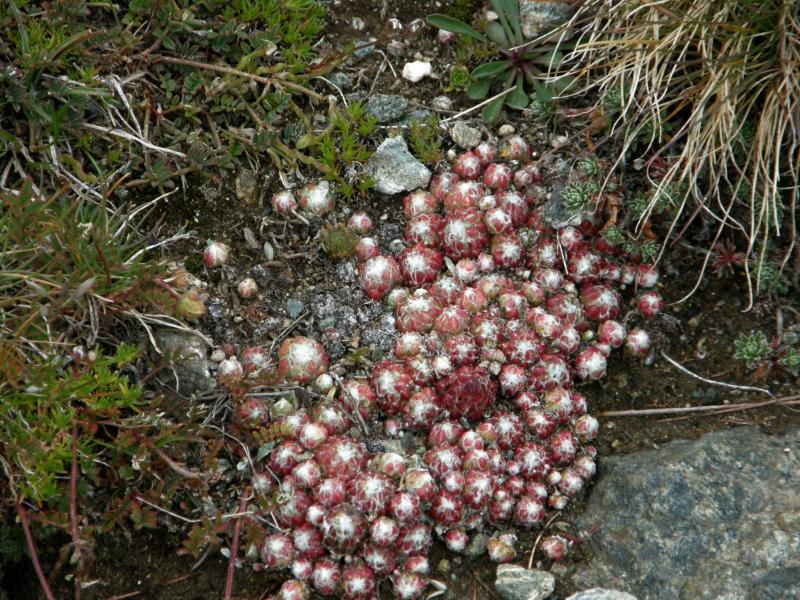 arachnoideum ssp. arachnoideum from Gornergrat (Rotenboden)