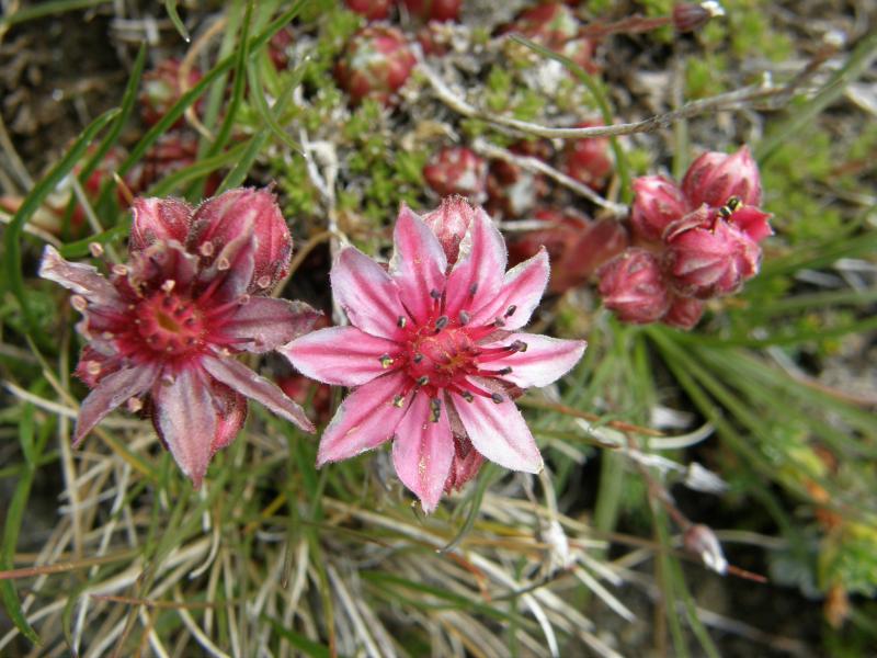 arachnoideum ssp. arachnoideum from Gornergrat (Rotenboden)