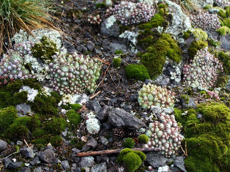 arachnoideum ssp. arachnoideum from Villnösstal (bei St. Jakob)