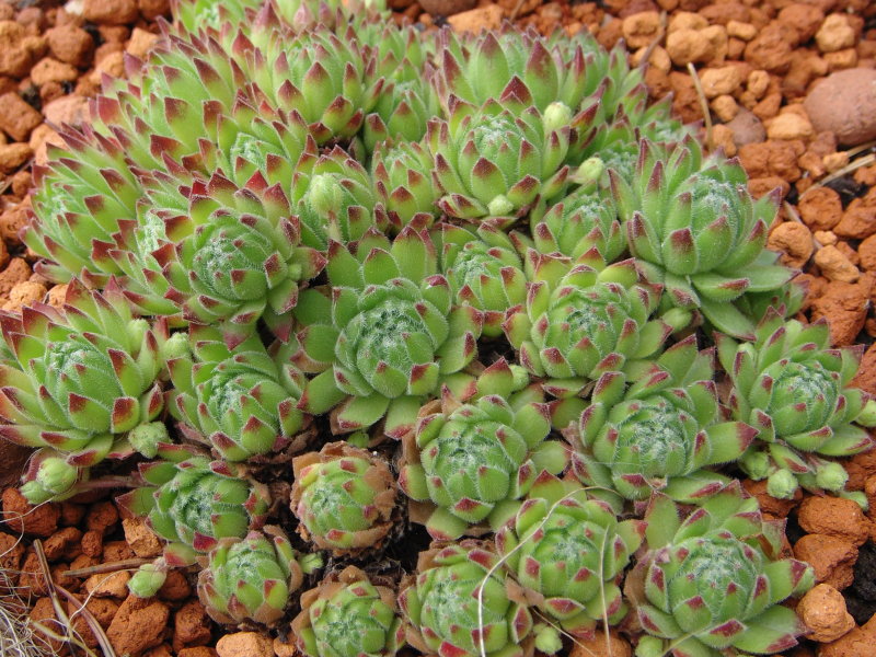arachnoideum ssp. arachnoideum