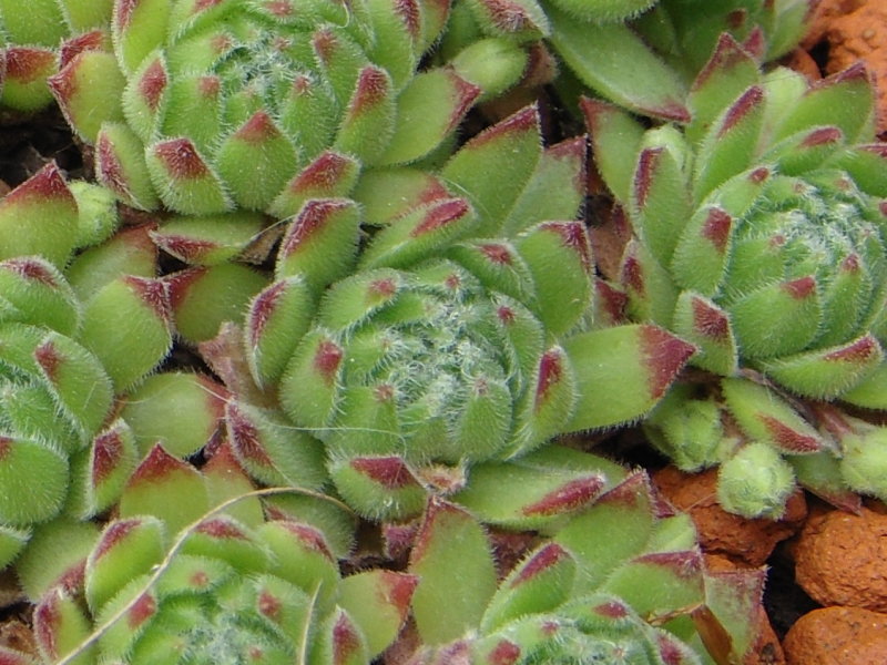 arachnoideum ssp. arachnoideum