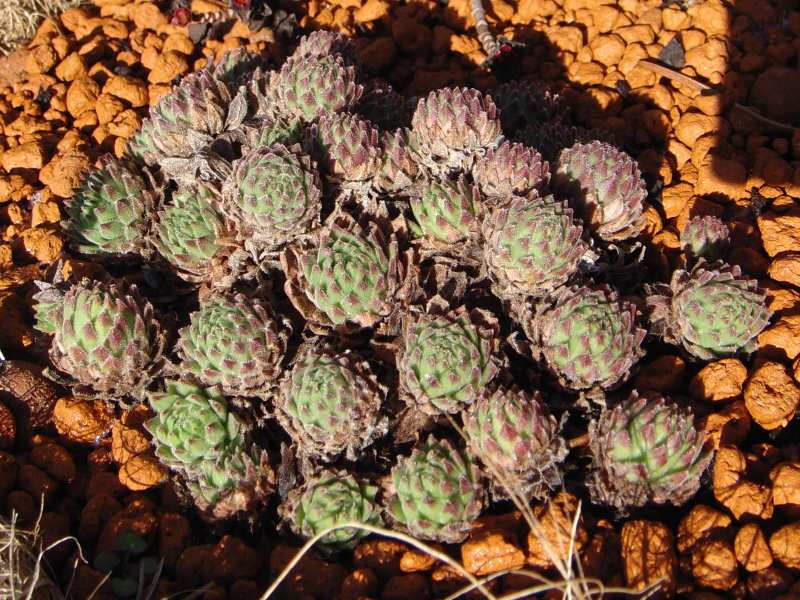 arachnoideum ssp. arachnoideum