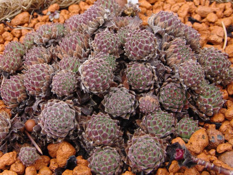 arachnoideum ssp. arachnoideum