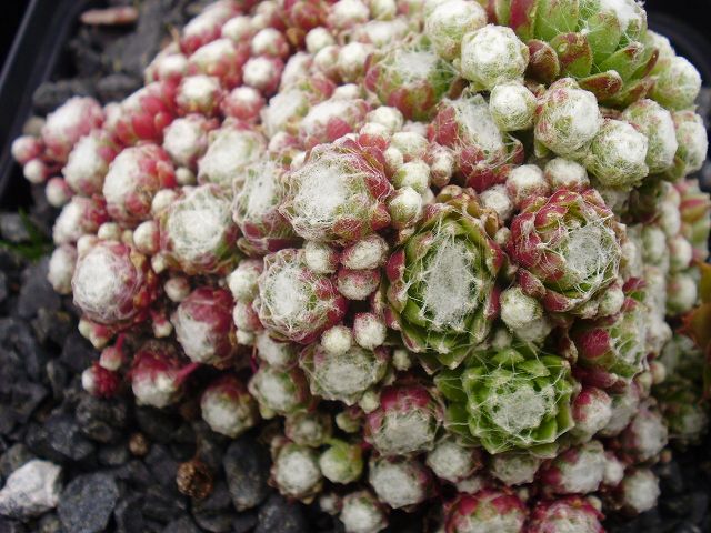 arachnoideum ssp. tomentosum (laggeri)