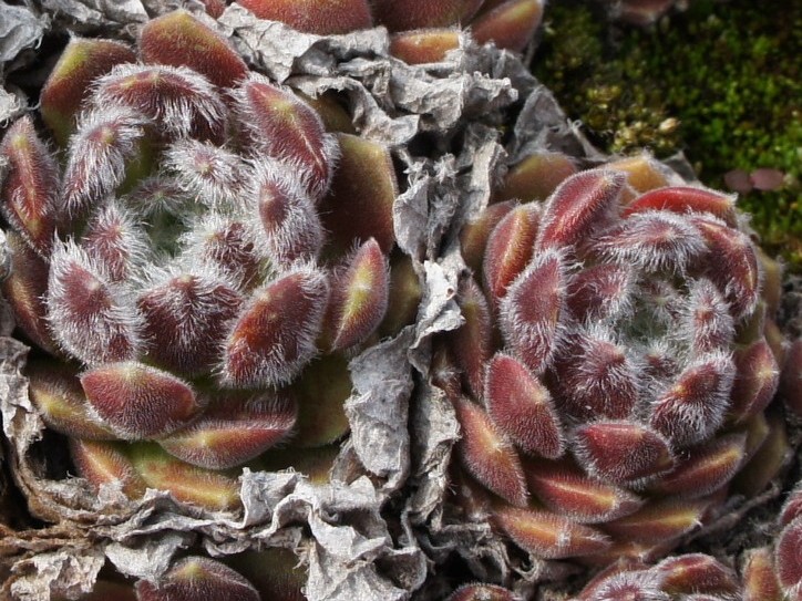 arachnoideum ssp. tomentosum (moggridgei)