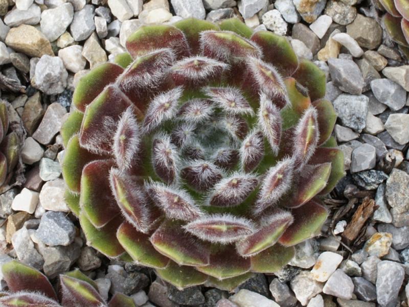 arachnoideum ssp. tomentosum (moggridgei)