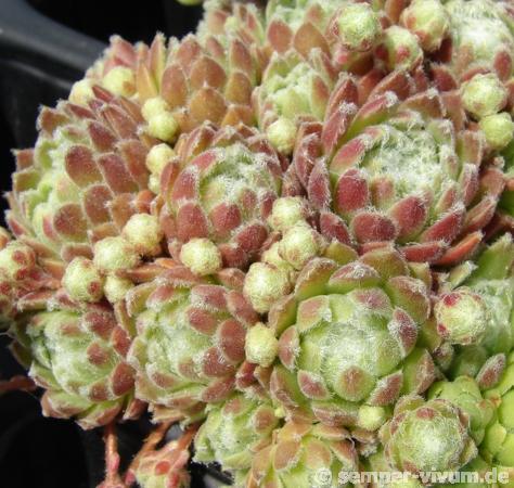 arachnoideum ssp. tomentosum (moggridgei)