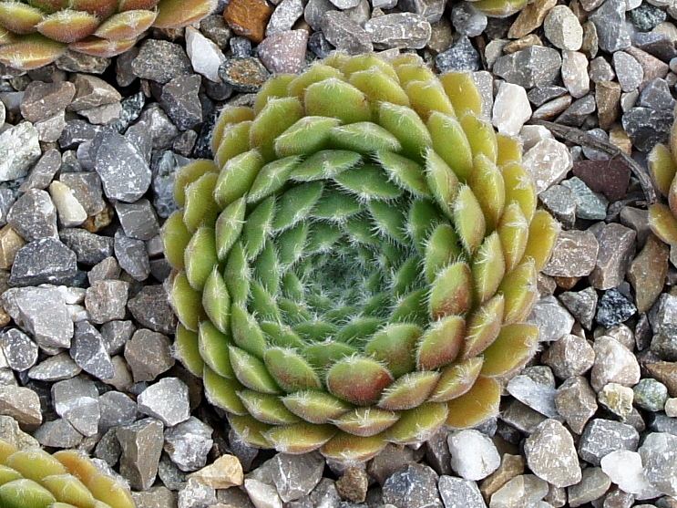 arachnoideum ssp. tomentosum (moggridgei)