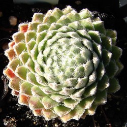 arachnoideum ssp. tomentosum (moggridgei)