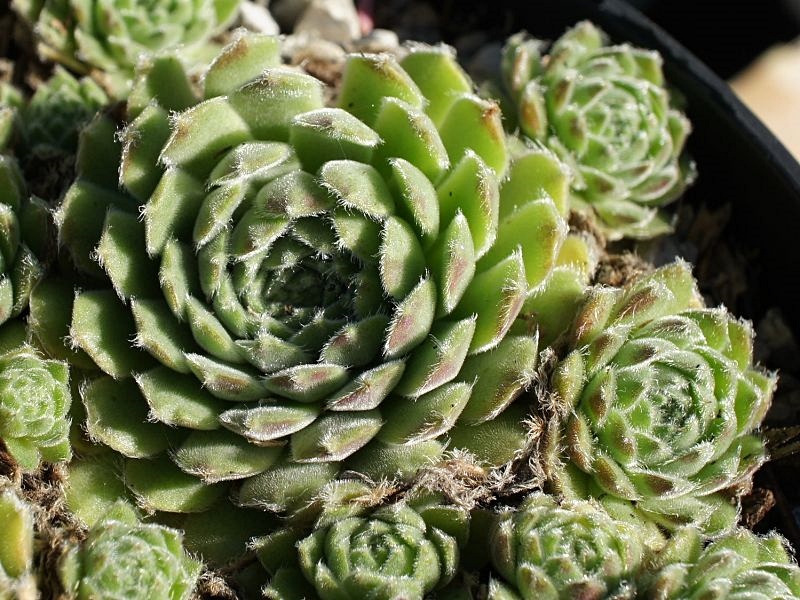 arachnoideum ssp. tomentosum (moggridgei)