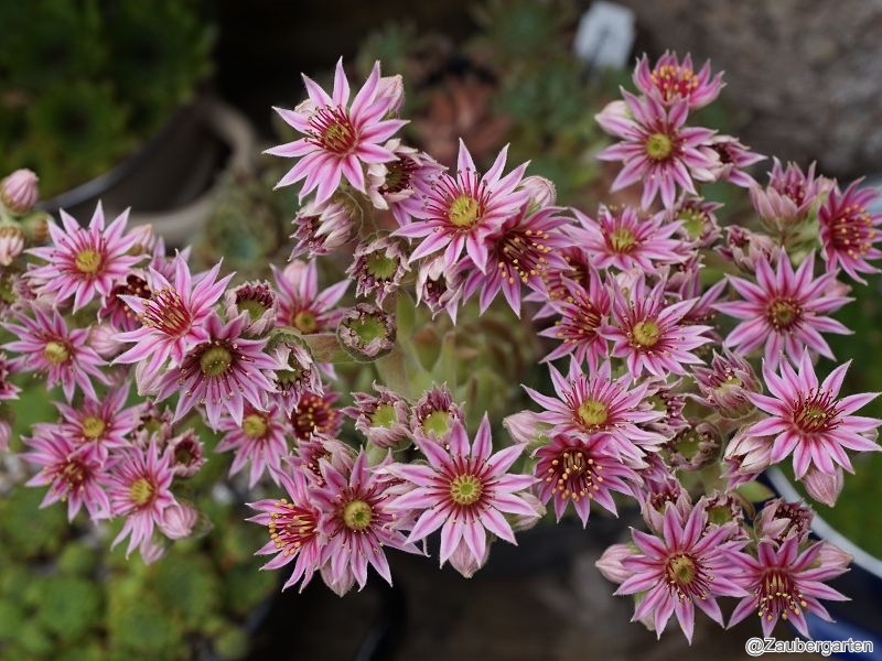 arachnoideum ssp. tomentosum (moggridgei)