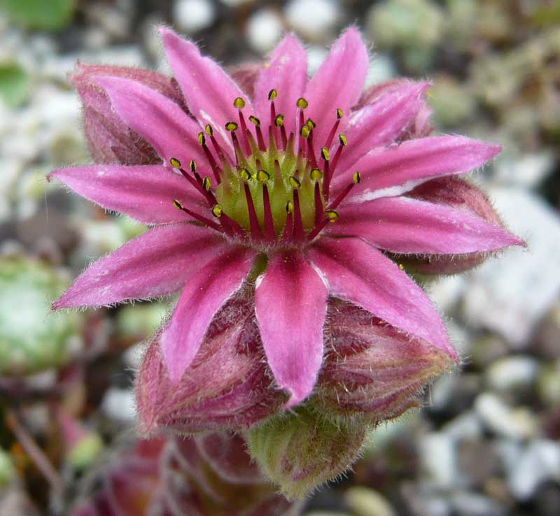 arachnoideum ssp. tomentosum (moggridgei)