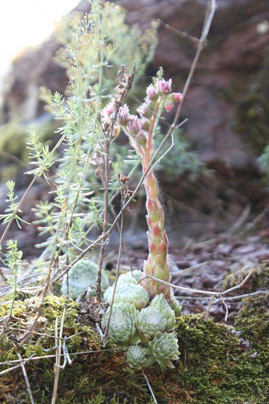 arachnoideum ssp. tomentosum (moggridgei) from Cascade de Amen