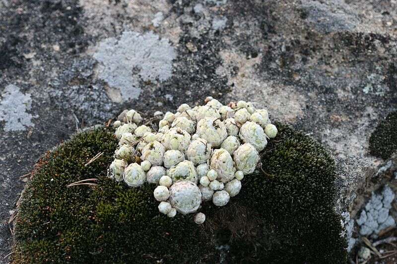arachnoideum ssp. tomentosum (moggridgei) from Grès de Annot (Point de Vue)