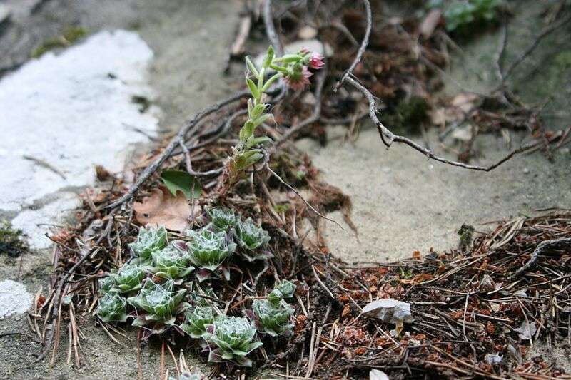 arachnoideum ssp. tomentosum (moggridgei) from Grès de Annot ( Les Portettes)