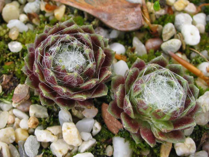 arachnoideum ssp. tomentosum (moggridgei) from Pierlas