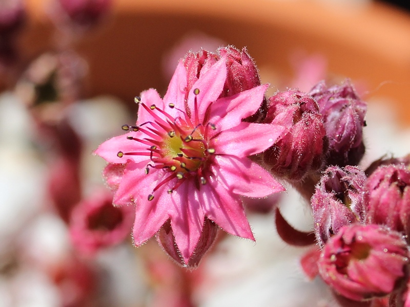 arachnoideum ssp. tomentosum (moggridgei) from Pierlas