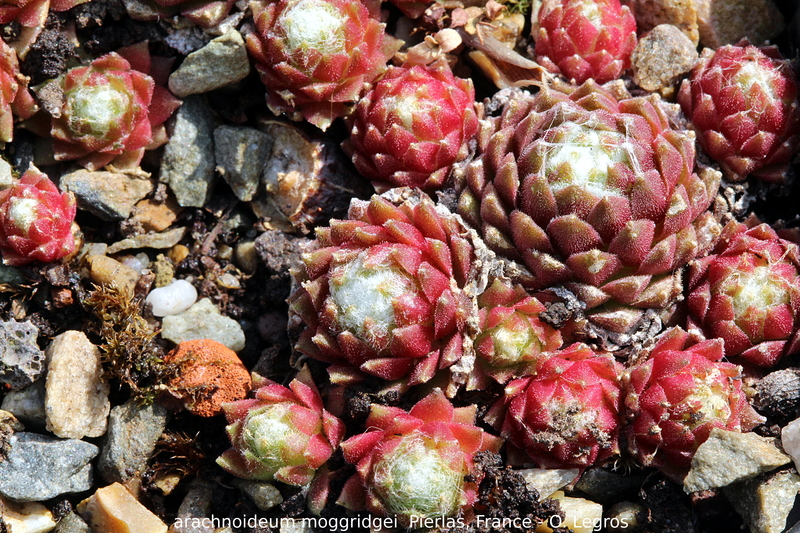 arachnoideum ssp. tomentosum (moggridgei) from Pierlas