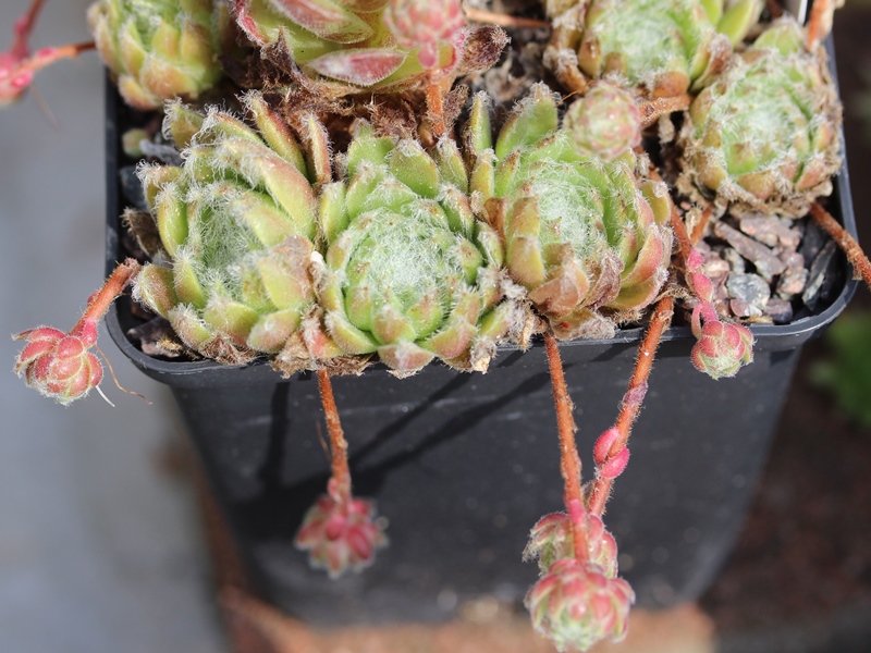 arachnoideum ssp. tomentosum (webbianum)