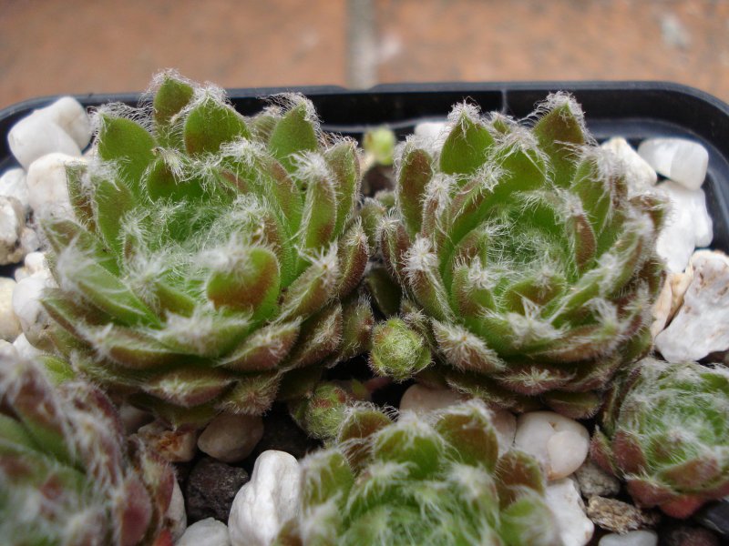 arachnoideum ssp. tomentosum (webbianum)