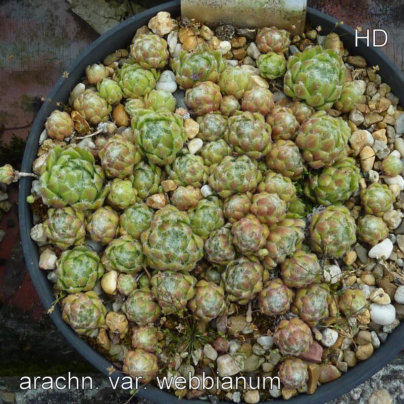 arachnoideum ssp. tomentosum (webbianum)