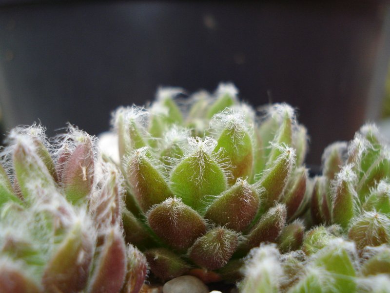 arachnoideum ssp. tomentosum (webbianum)