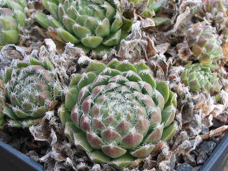 arachnoideum ssp. tomentosum (webbianum)