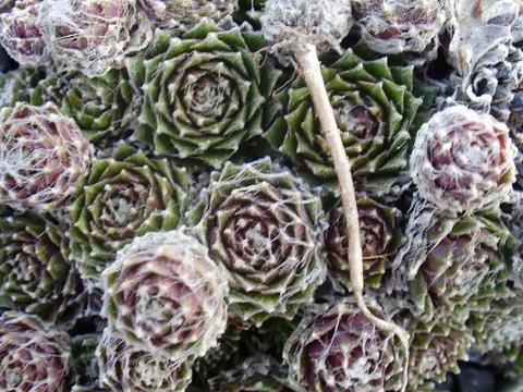 arachnoideum ssp. tomentosum (webbianum)