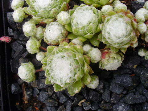 arachnoideum ssp. tomentosum from Alpes du Dauphiné