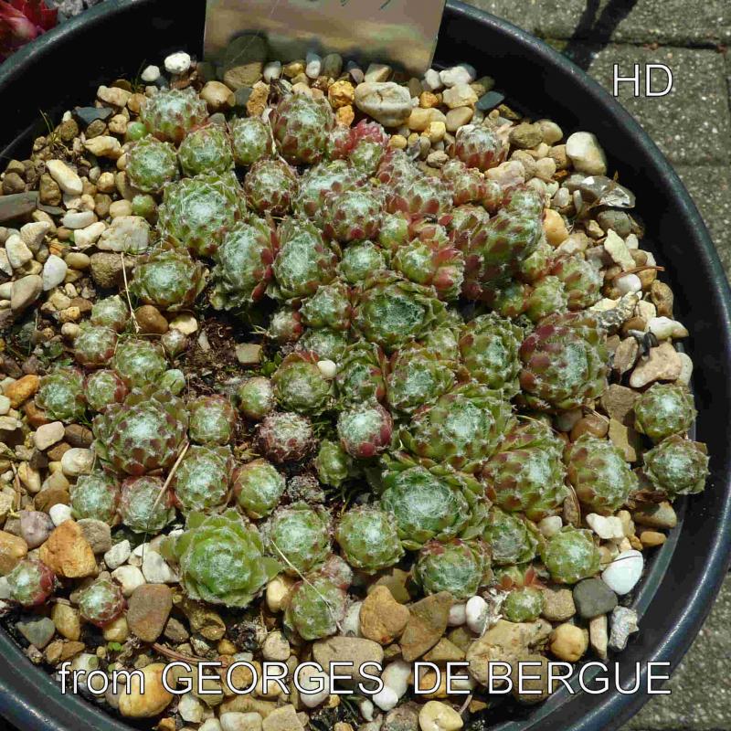 arachnoideum ssp. tomentosum from Gorges de Bergue