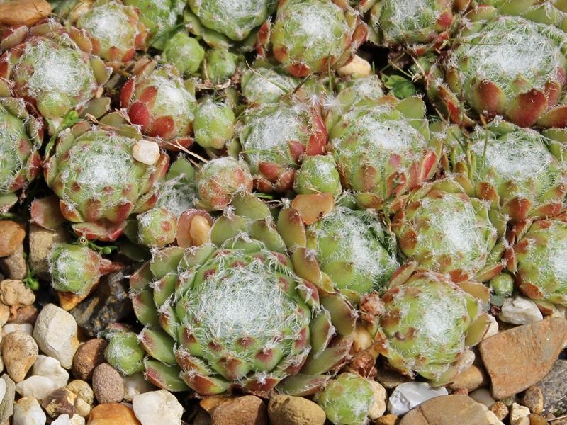 arachnoideum ssp. tomentosum from Gorges de Bergue