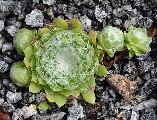 arachnoideum ssp. tomentosum from Gorges de Daluis