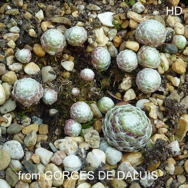 arachnoideum ssp. tomentosum from Gorges de Daluis