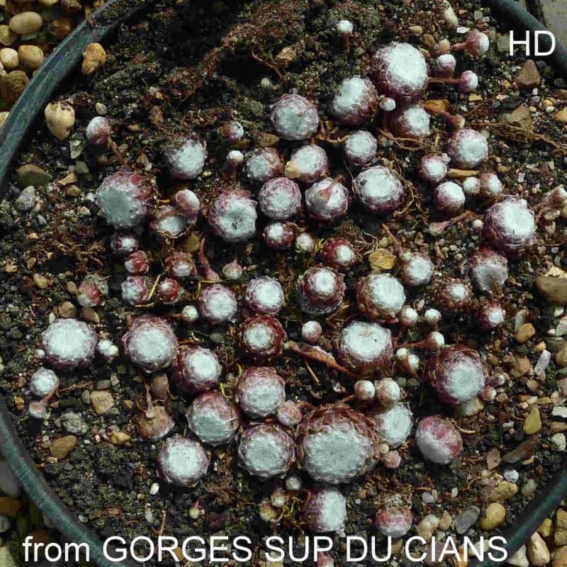 arachnoideum ssp. tomentosum from Gorges sup. du Cians
