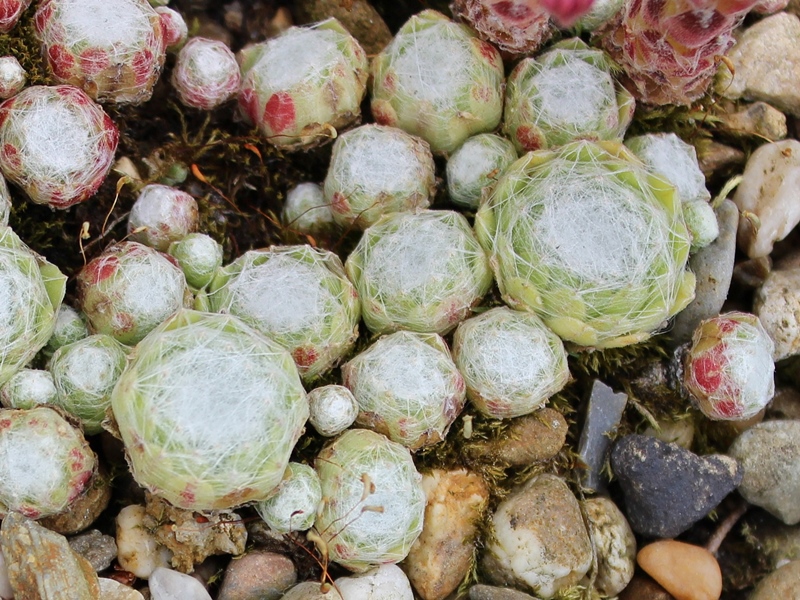 arachnoideum ssp. tomentosum from Julierpass