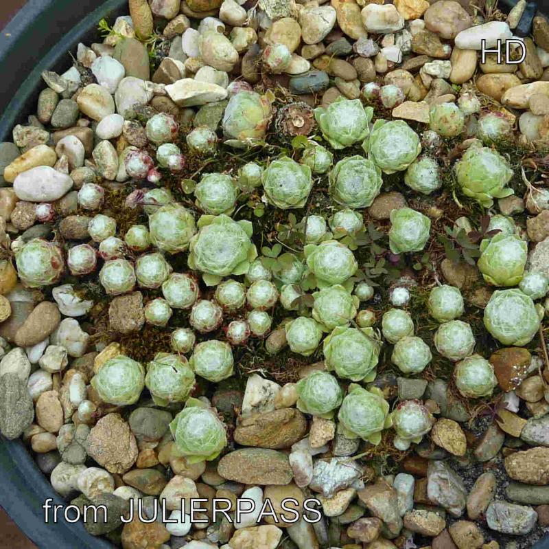 arachnoideum ssp. tomentosum from Julierpass