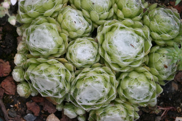 arachnoideum ssp. tomentosum from Le Pervendoux