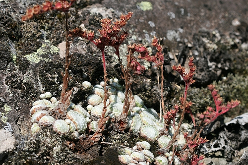 arachnoideum ssp. tomentosum from Le Pervendoux