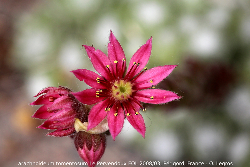 arachnoideum ssp. tomentosum from Le Pervendoux