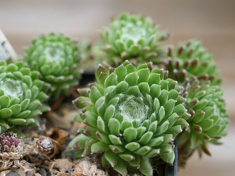 arachnoideum ssp. tomentosum from NW Pas-de-Cère