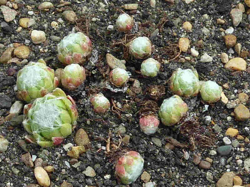 arachnoideum ssp. tomentosum from Roc de Chirlons
