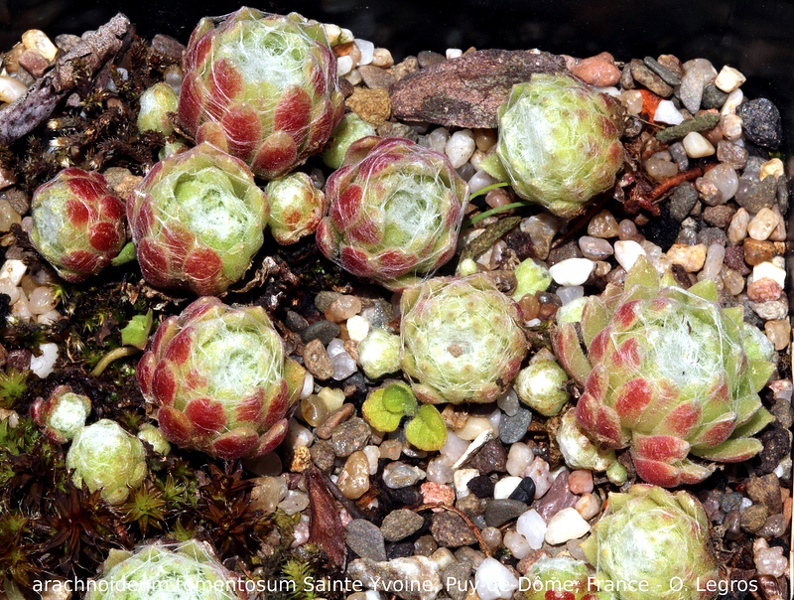 arachnoideum ssp. tomentosum from Sainte-Yvoine