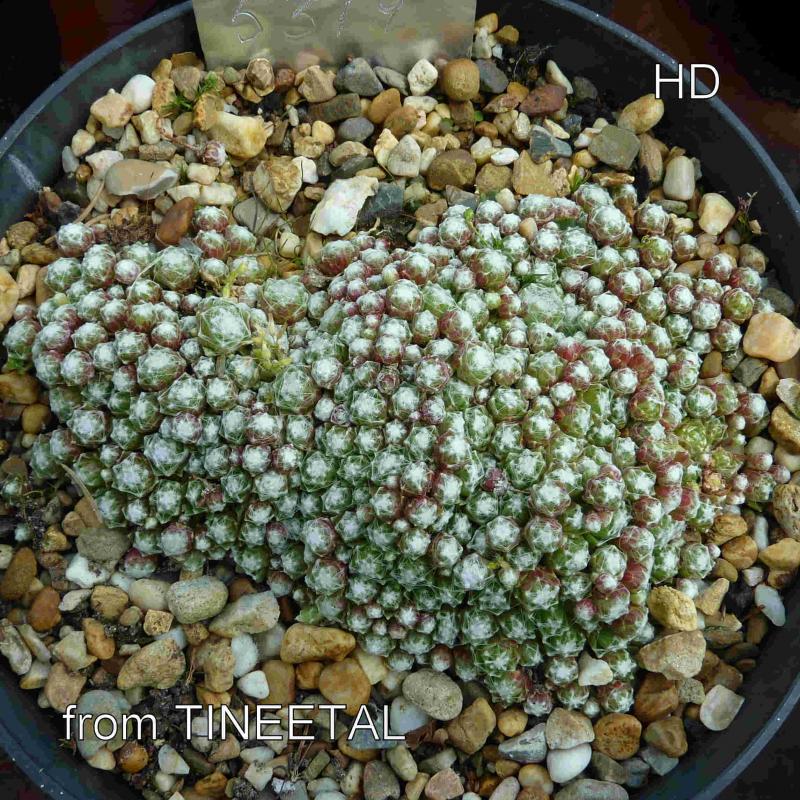arachnoideum ssp. tomentosum from Tinnetal