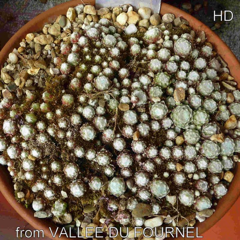 arachnoideum ssp. tomentosum from Vallée du Fournel